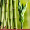 14 Amazing Bamboo Tea Benefits