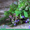 Herbs for Stronger Bones
