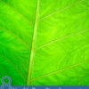 8 Health Benefits of Sambong