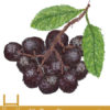 Health Benefits of Chokeberry