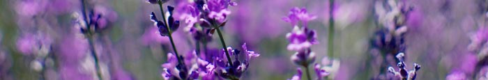 lavender essential oil