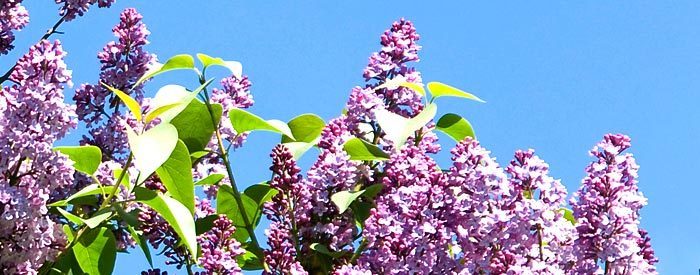 indian lilac for boils