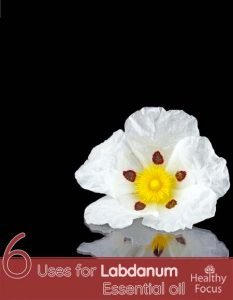 6 Uses for Labdanum Essential oil - Healthy Focus