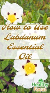 6 Uses for Labdanum Essential oil - Healthy Focus