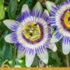 6 Proven Benefits of Passion Flower