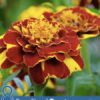 8 Benefits of Tagetes Essential oil