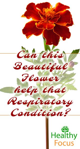 8 Benefits of Tagetes Essential Oil 3 mig2 Can this Beautiful Flower help that Respiratory Condition