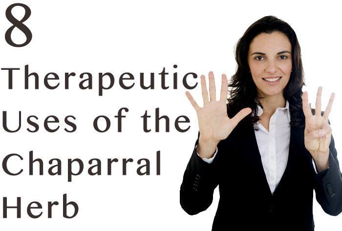 8 Therapeutic Uses of the Chaparral Herb 1 hdr-8-Therapeutic-Uses-of-the-Chaparral-Herb