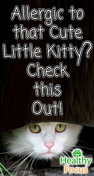7 Proven Home Remedies for Pet Allergies 2 mig Allergic to that Cute Little Kitty Check this Out