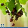 11 Amazing Benefits of Resveratrol