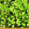 16 Benefits of Marjoram Essential Oil