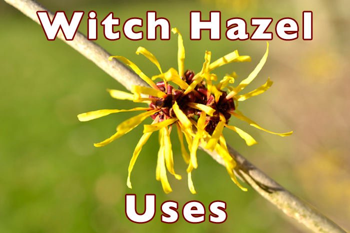 Witch Hazel Benefits