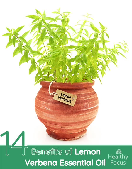 14 Benefits of Lemon Verbena Essential Oil 1 14 Benefits of Lemon Verbena Essential Oil