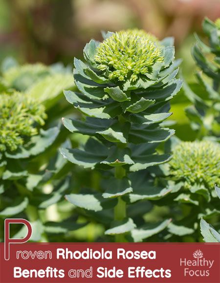 Proven Rhodiola Rosea Benefits and Side Effects 1 Proven Rhodiola Rosea Benefits and Side Effects
