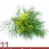 11 Proven Fennel Essential Oil Benefits