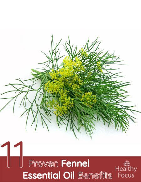 11 Proven Fennel Essential Oil Benefits 1 11 Proven Fennel Essential Oil Benefits