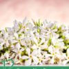 12 Proven Neroli Essential Oil Benefits