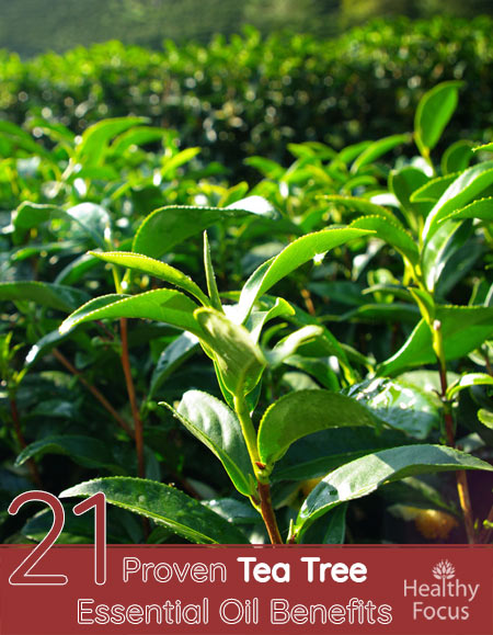21 Proven Tea Tree Essential Oil Benefits 1 21 Proven Tea Tree Essential Oil Benefits