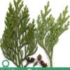 Proven Thuja Essential Oil Benefits