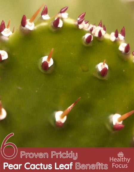 6 Proven Prickly Pear Cactus Leaf Benefits 1 6 Proven Prickly Pear Cactus Leaf Benefits