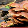 8 Proven Reishi Mushroom Benefits