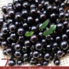 7 Amazing Benefits of Jabuticaba