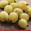 7 Proven Health Benefits of Gooseberries