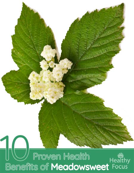 10 Proven Health Benefits of Meadowsweet 1 Benefits of Meadowsweet