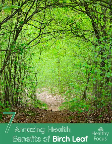 7 Amazing Health Benefits of Birch Leaf 1 7 Health Benefits of Birch Leaf