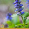 9 Amazing Health Benefits of Bugleweed