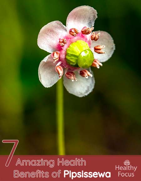 7 Amazing Health Benefits of Pipsissewa 1 7 Amazing Health Benefits of Pipsissewa