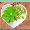 8 Amazing Benefits of Lady's Mantle