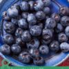 8 Amazing Health Benefits of Bilberry