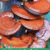 What is the Best Reishi Mushroom Supplement