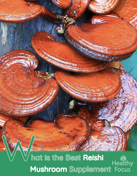 What is the Best Reishi Mushroom Supplement in 2017? 1 What is the Best Reishi Mushroom Supplement