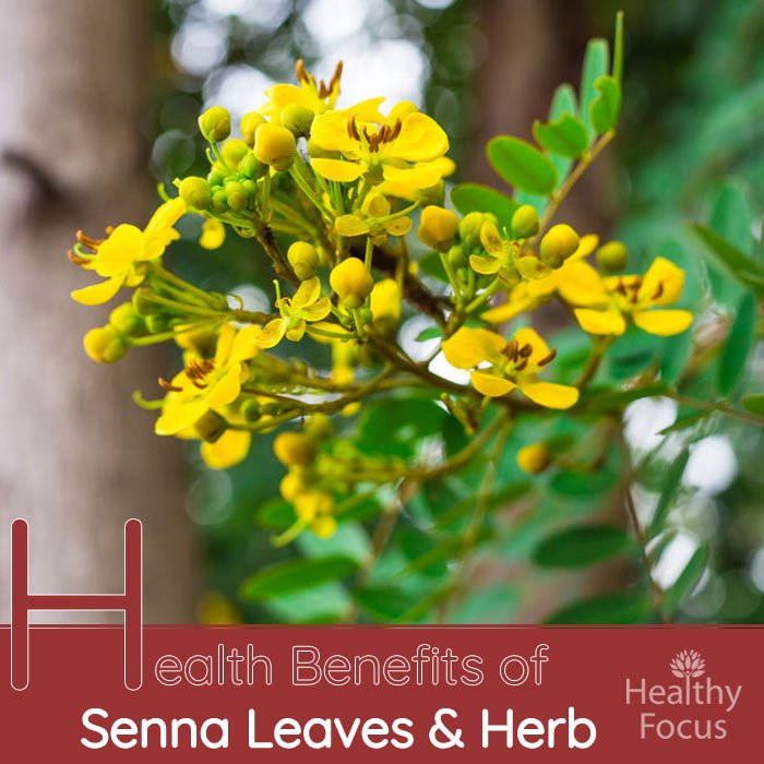 Health Benefits of Senna Leaves and Herb 1 hdr Health Benefits of Senna Leaves and Herb
