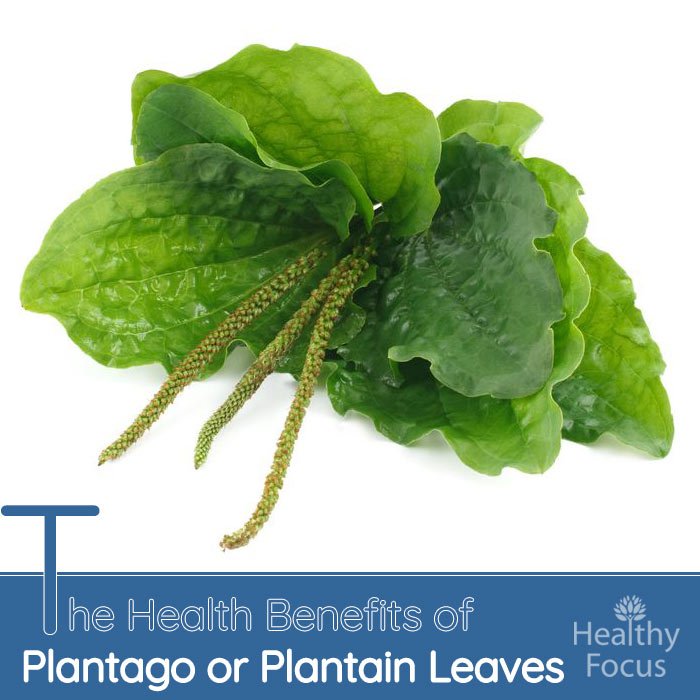 The Health Benefits of Plantago or Plantain Leaves 1 hdr The Health Benefits of Plantago or Plantain Leaves