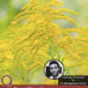 9 Benefits of Goldenrod Essential Oil