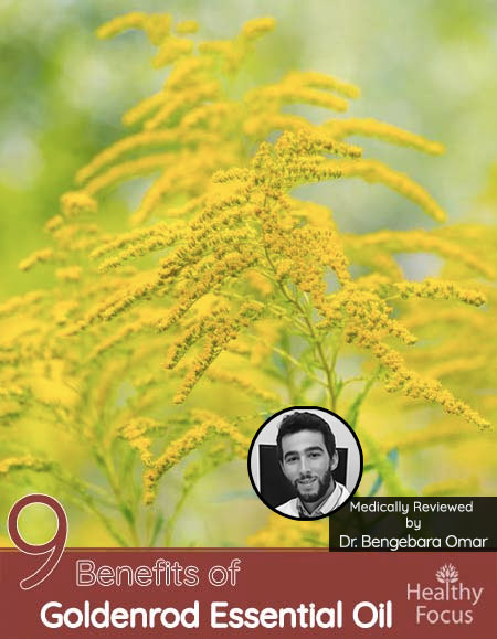 9 Benefits of Goldenrod Essential Oil 1 9 Benefits of Goldenrod Essential Oil