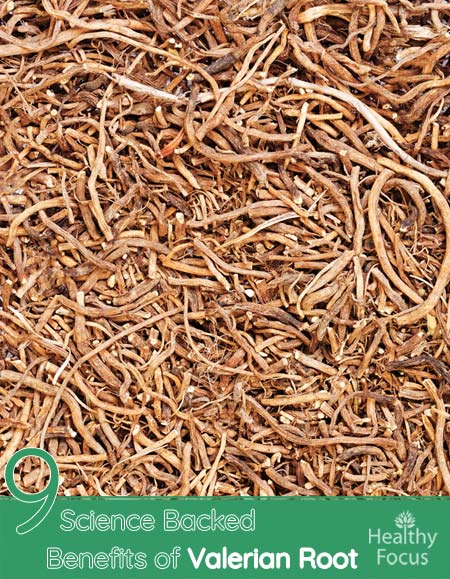 9 Science Backed Benefits of Valerian Root 1 valerian root benefits
