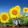 12 Sensational Sunflower Lecithin Benefits