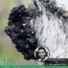 10 Proven Health Benefits of Chaga