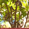 10 Amazing Benefits of Baobab Oil