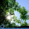 9 Amazing Benefits of Moringa Oil