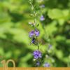 10 Amazing Benefits of Hyssop Tea