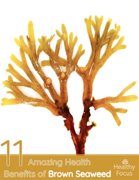 11 Amazing Health Benefits of Brown Seaweed 1 11 Amazing Health Benefits of Brown Seaweed