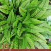 15 Amazing Health Benefits of Sorrel and Sorrel Drink