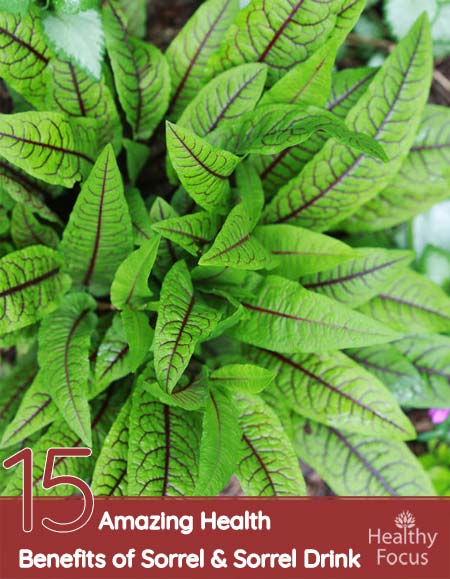 15 Amazing Health Benefits of Sorrel and Sorrel Drink 1 15 Amazing Health Benefits of Sorrel and Sorrel Drink