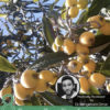 8 Proven Benefits of Loquat leaves