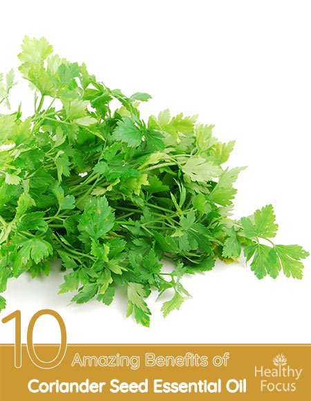10 Amazing Benefits of Coriander Seed Essential Oil 1 10 Amazing Benefits of Coriander Seed Essential Oil